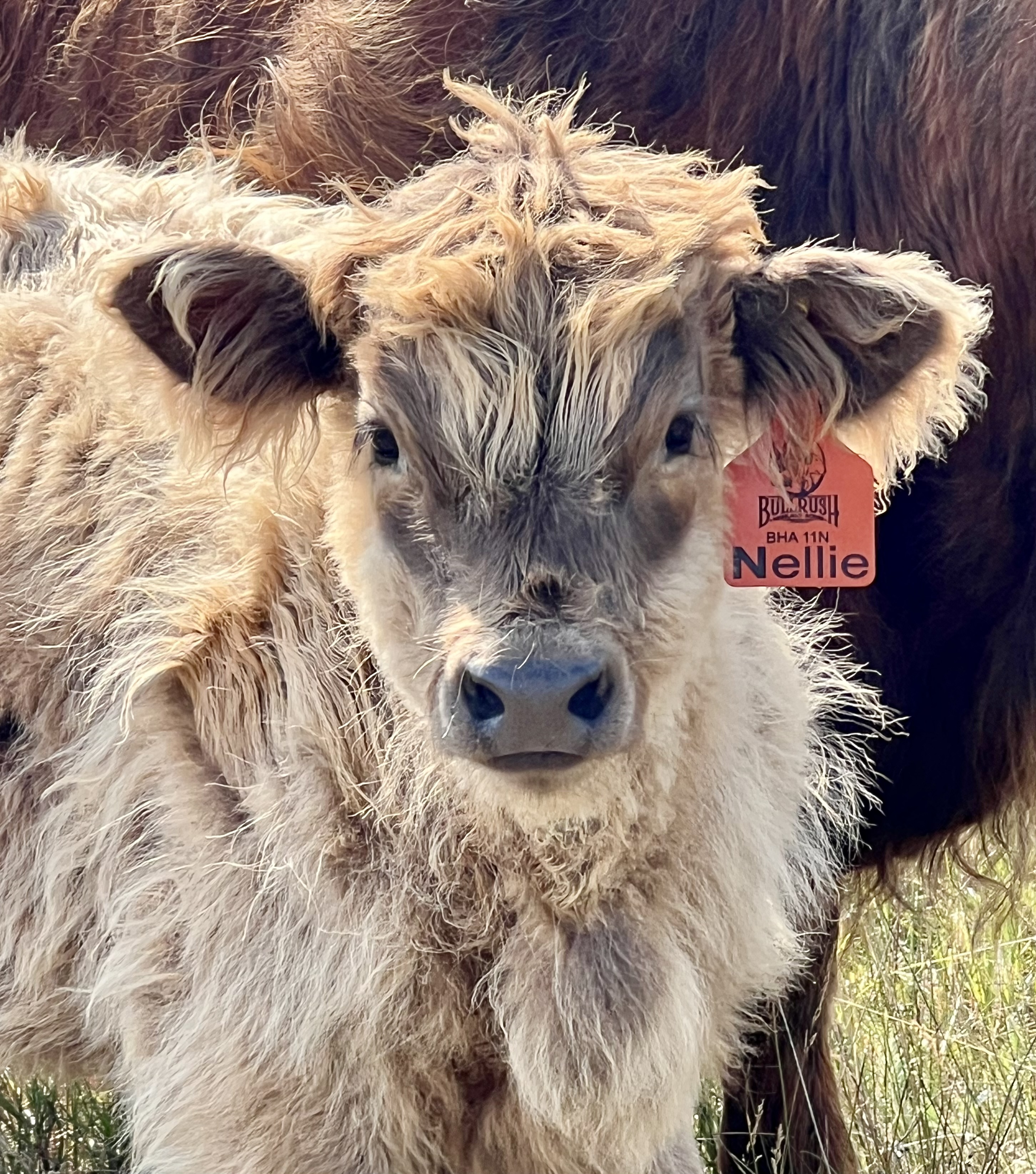 Nellie of Bullrush Acres- Heifer SOLD-image