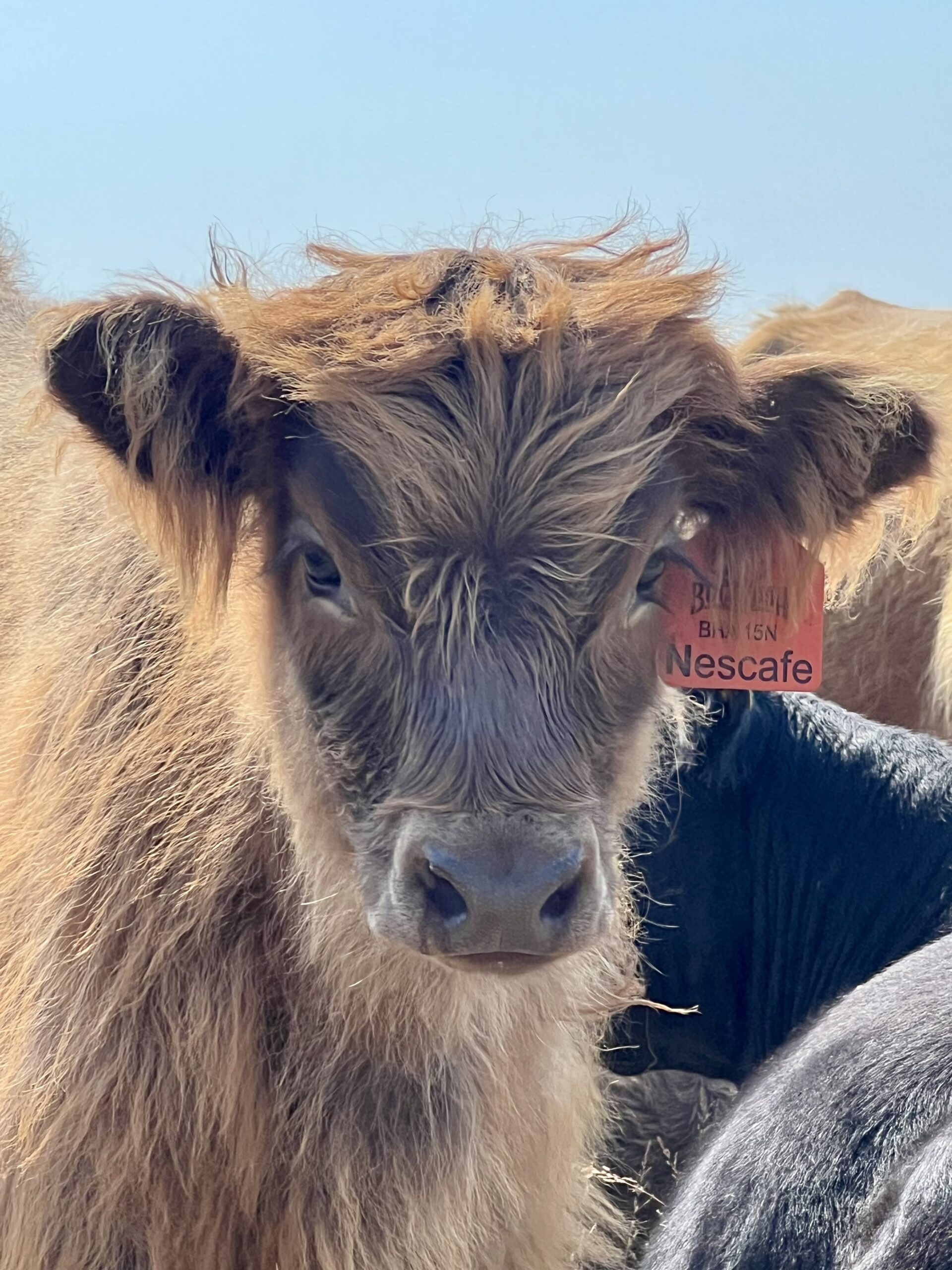 Nescafe Of Bullrush Acres- Heifer SOLD-image