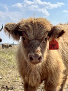 Nik Nak of Bullrush Acres- Heifer SOLD-image