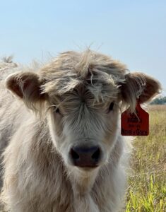 Novel Of Grace Bullrush Acres- Heifer SOLD-image