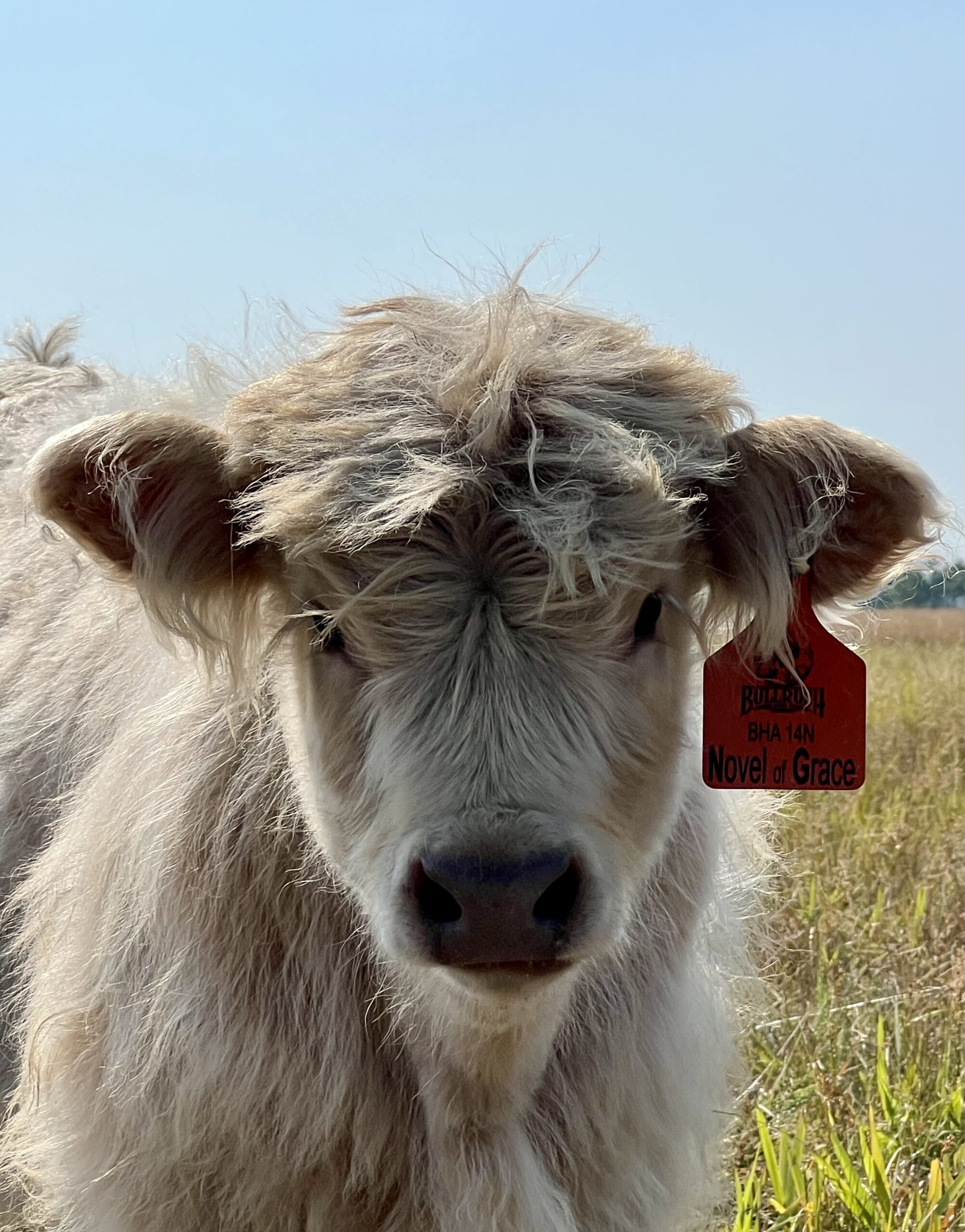 Novel Of Grace Bullrush Acres- Heifer SOLD-image