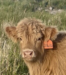 Nattie Of Bullrush Acres- Heifer SOLD-image