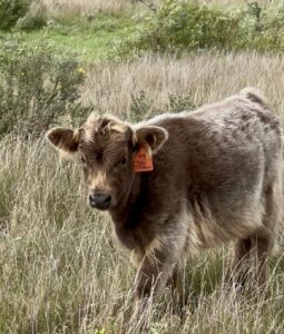 No Merci of Bullrush Acres- Heifer SOLD-image