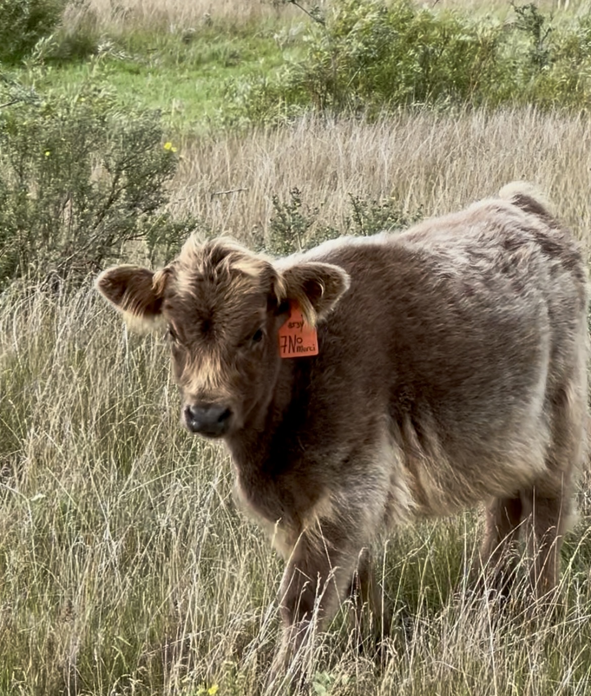 No Merci of Bullrush Acres- Heifer SOLD-image