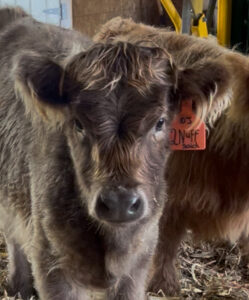 Nuff Said of Bullrush Acres- Heifer SOLD-image