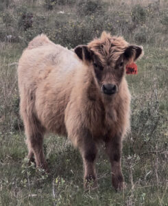 Nifty Of Bullrush Acres- Heifer SOLD-image