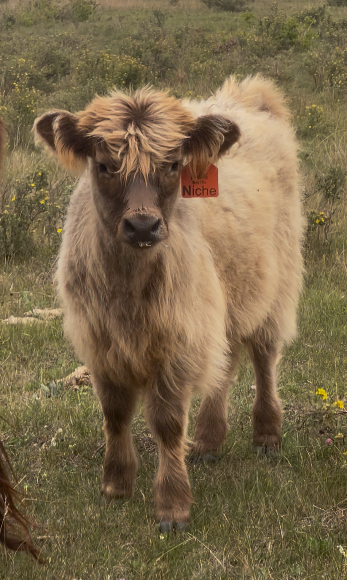 Niche Of Bullrush Acres- Heifer SOLD-image
