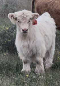 Narwhal of Bullrush Acres- Heifer SOLD-image