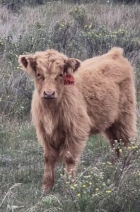 Nore Of Bullrush Acres- Heifer SOLD-image