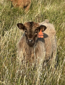BonBon- Heifer SOLD-image