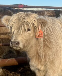 News Flash- Bull SOLD-image
