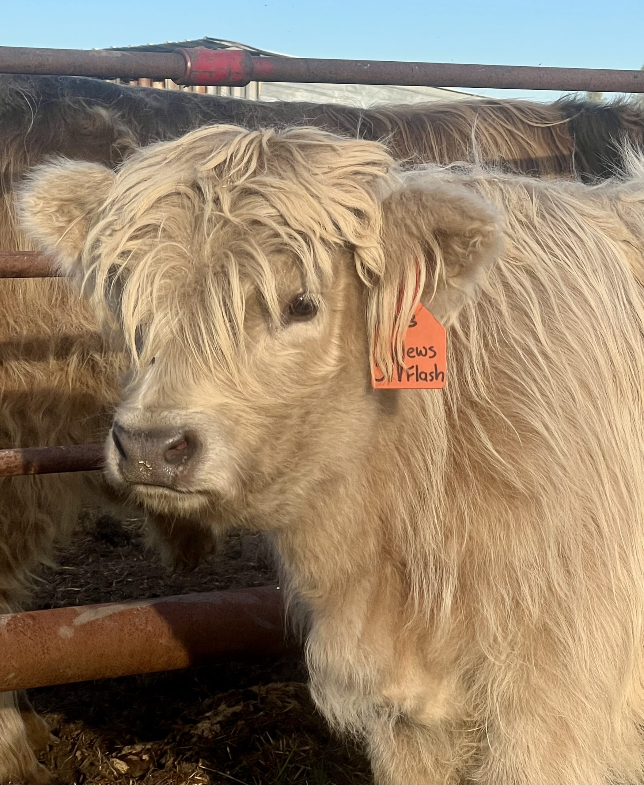 News Flash- Bull SOLD-image
