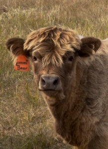 Gummi Bear- Heifer SOLD-image