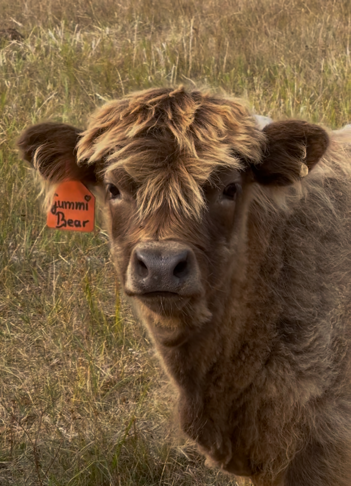 Gummi Bear- Heifer SOLD-image