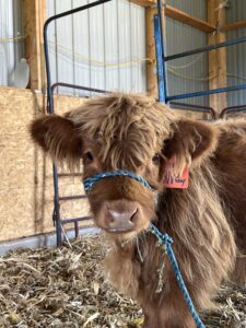 No Way- Steer SOLD-image