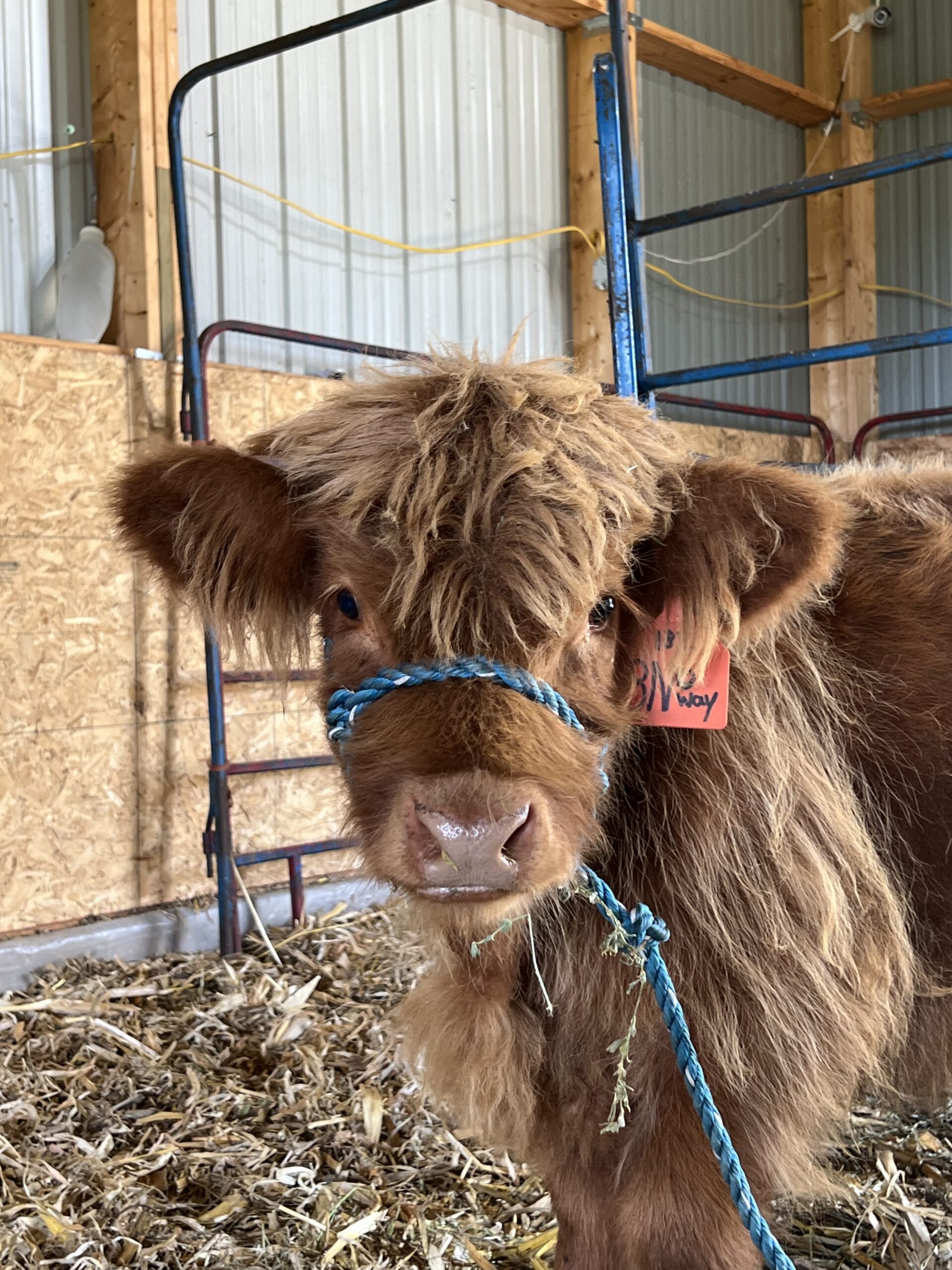 No Way- Steer SOLD-image