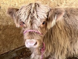 Blaze- Steer SOLD-image