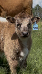 S’More HIGHPARK bull SOLD-image