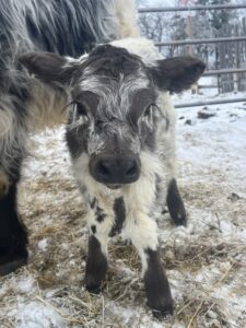Mini/Mid Heifer “Sugar Rush”-Dun Roan Highpark-image
