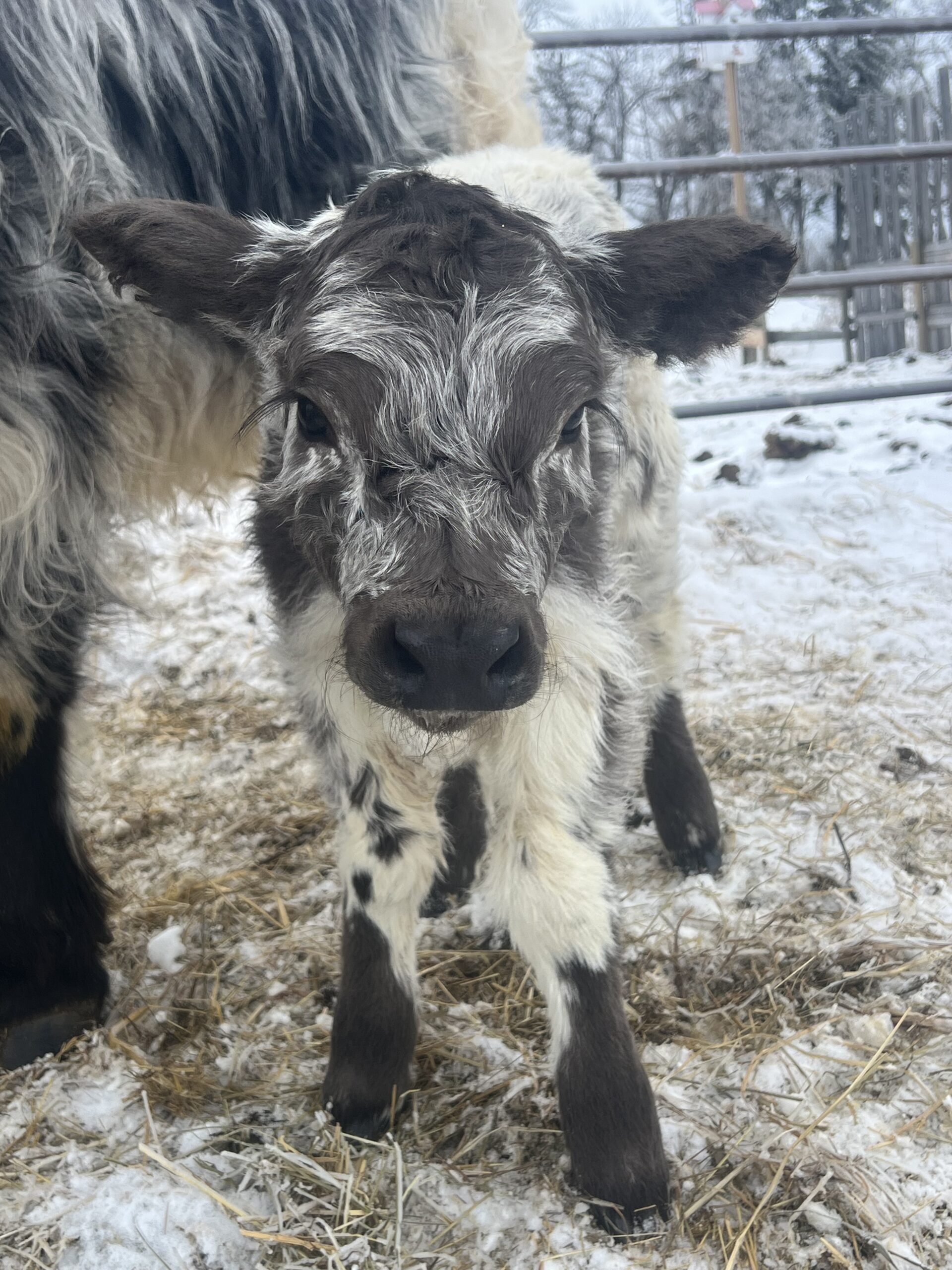 Mini/Mid Heifer “Sugar Rush”-Dun Roan Highpark-image