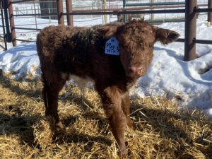 Pixy Stix- Heifer, Red Roan-image