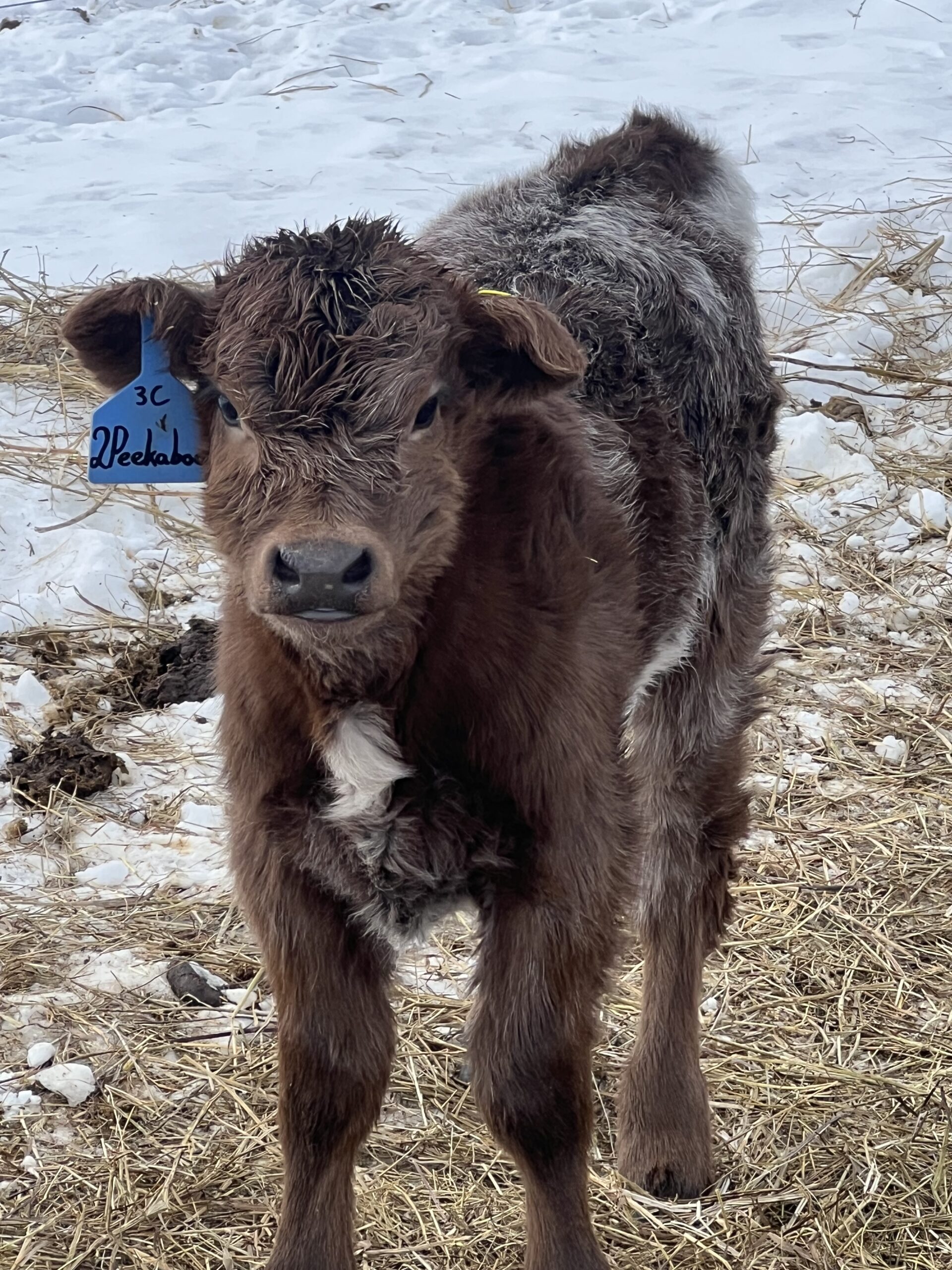 Peekaboo Heifer- Dun Roan-image