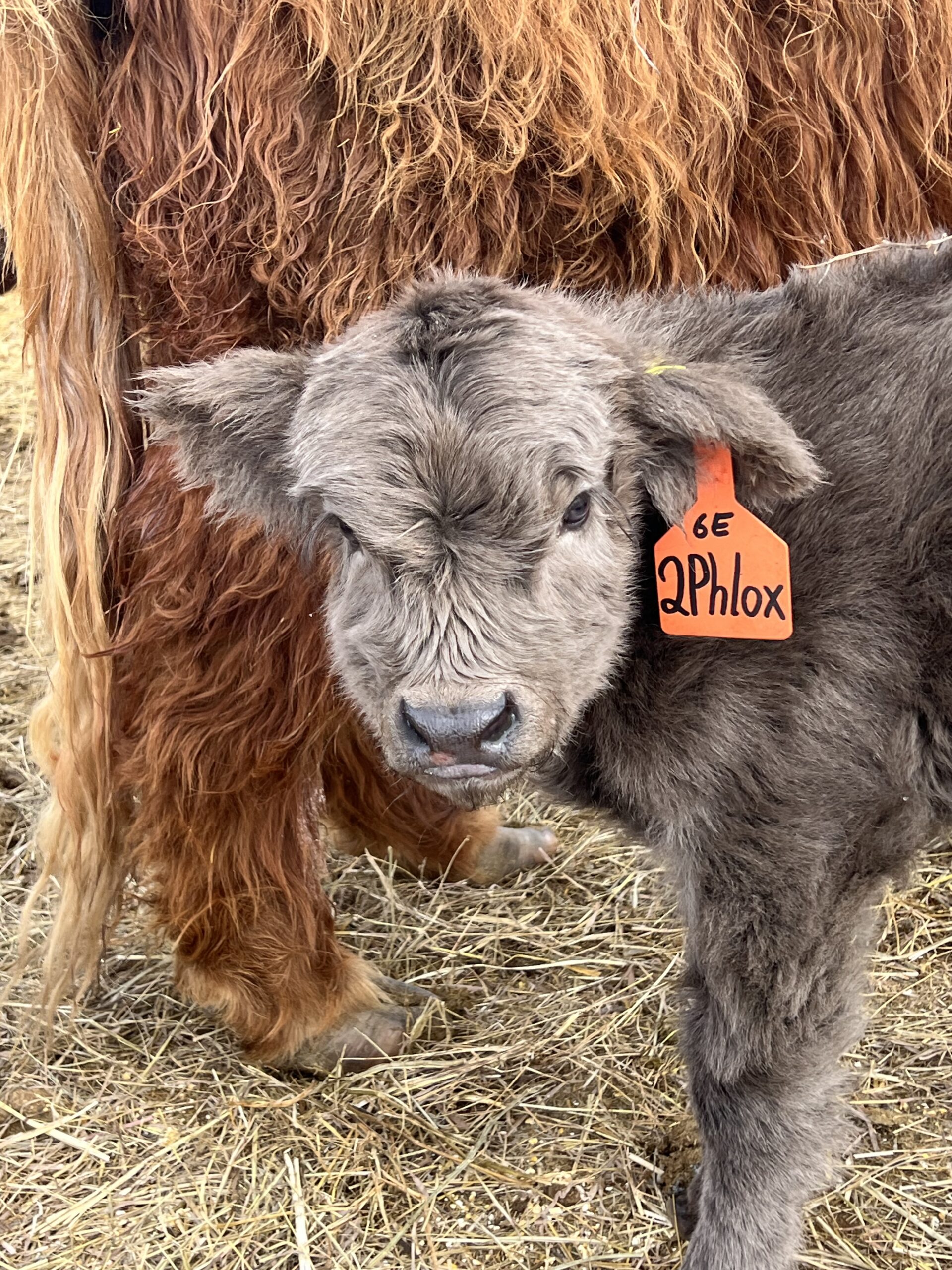 Phlox- Dun Heifer, CHCS Registered-image