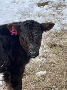 Mini Heifer “Listen Missy”-image