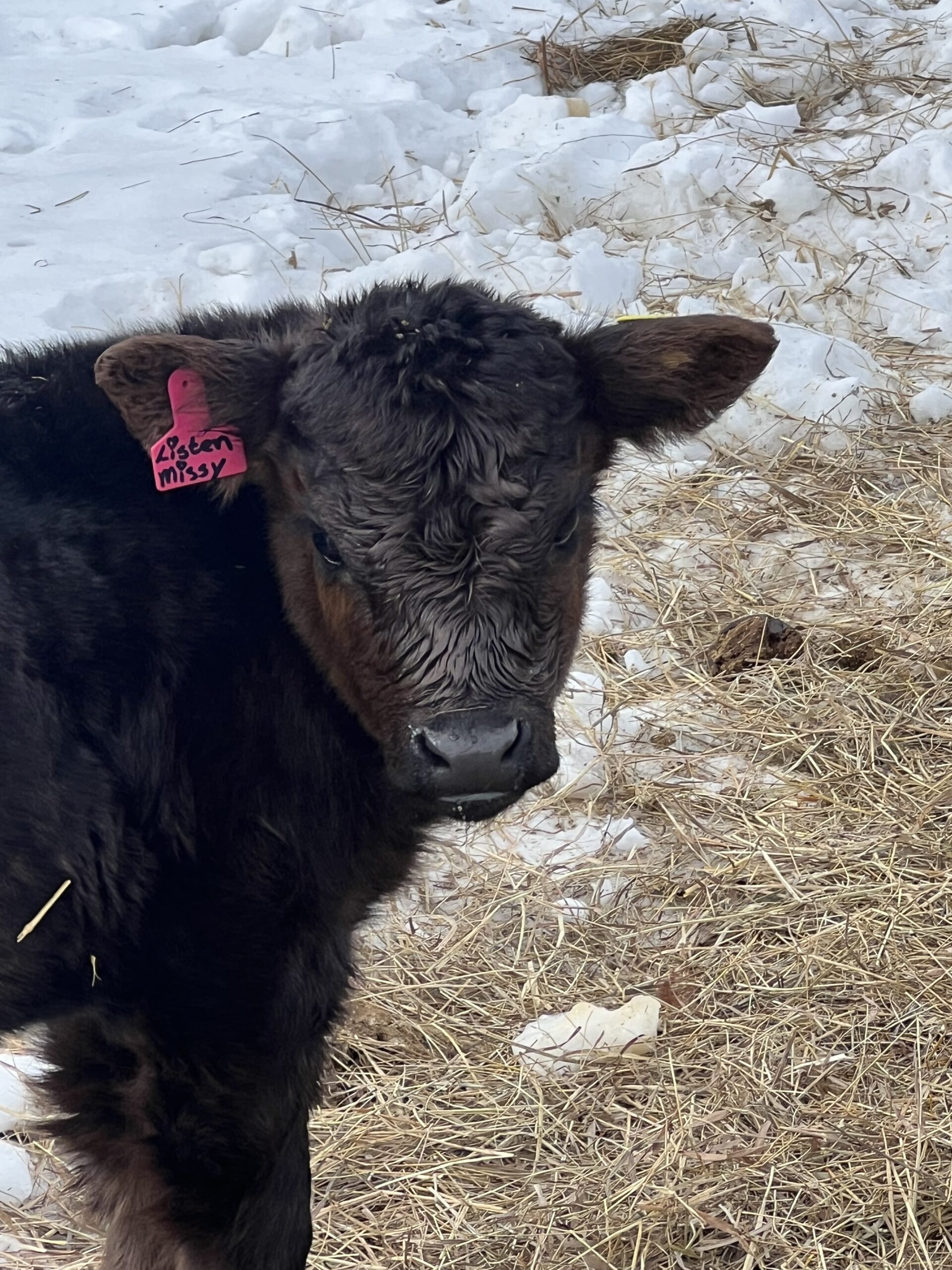 Mini Heifer “Listen Missy”-image