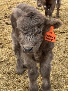 Pretty Penny- Dun Heifer, CHCS Registered-image