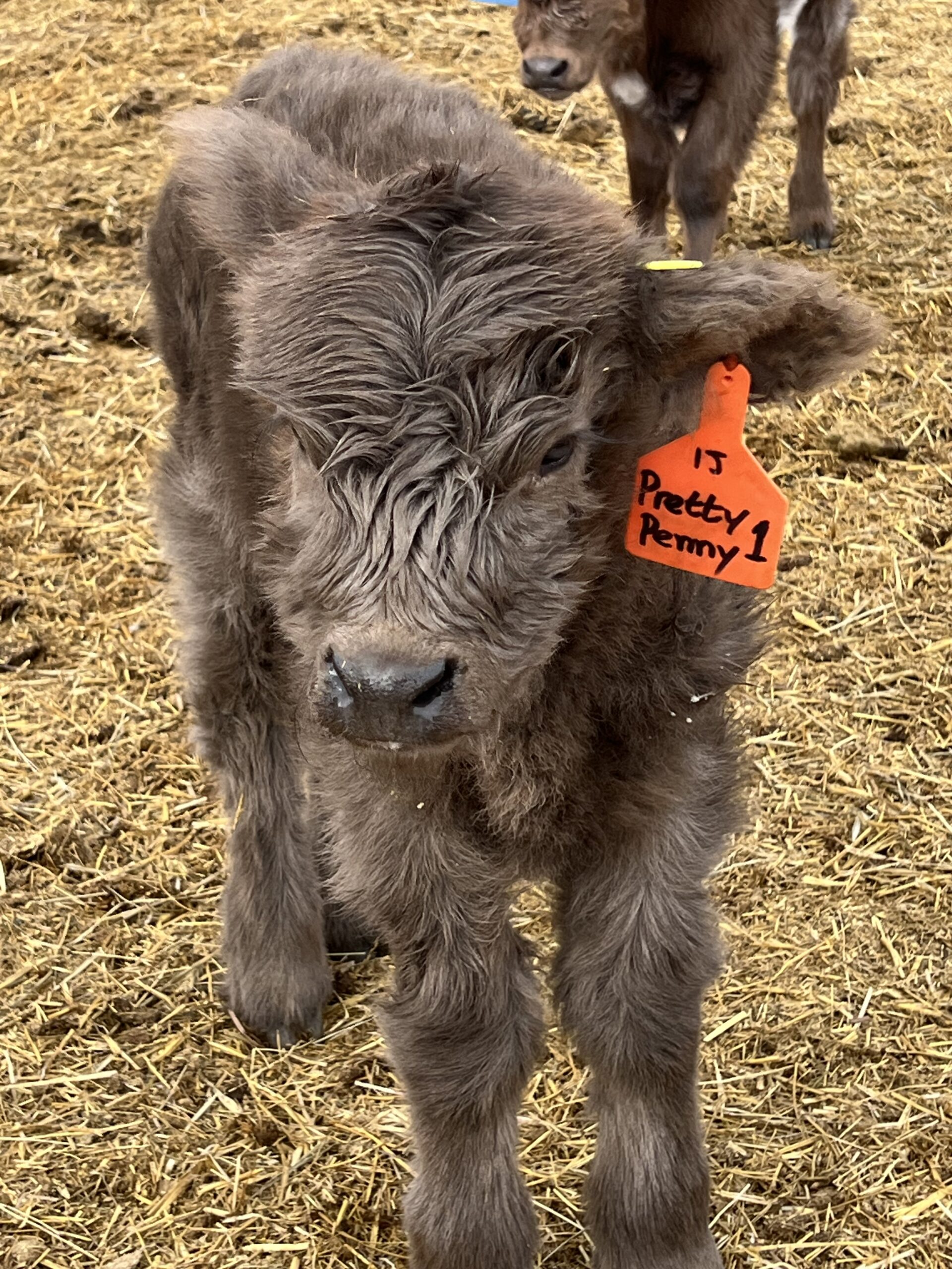 Pretty Penny- Dun Heifer, CHCS Registered-image