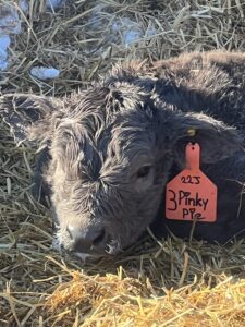 Pinky-Pie, Dun Heifer CHCS Registered-image