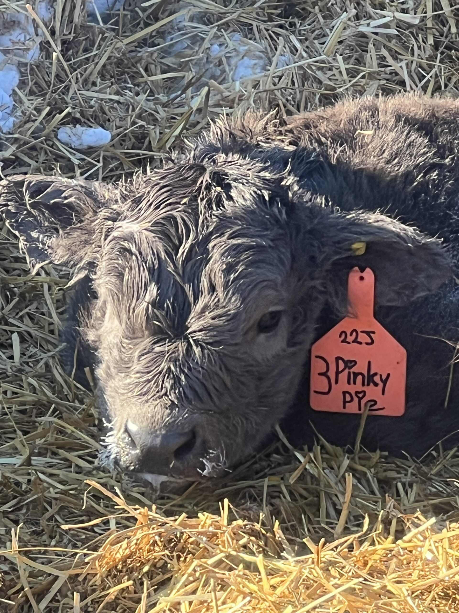 Pinky-Pie, Dun Heifer CHCS Registered-image