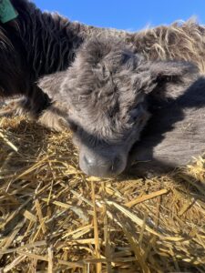 Praise Nessie, Dun Heifer CHCS Registered-image