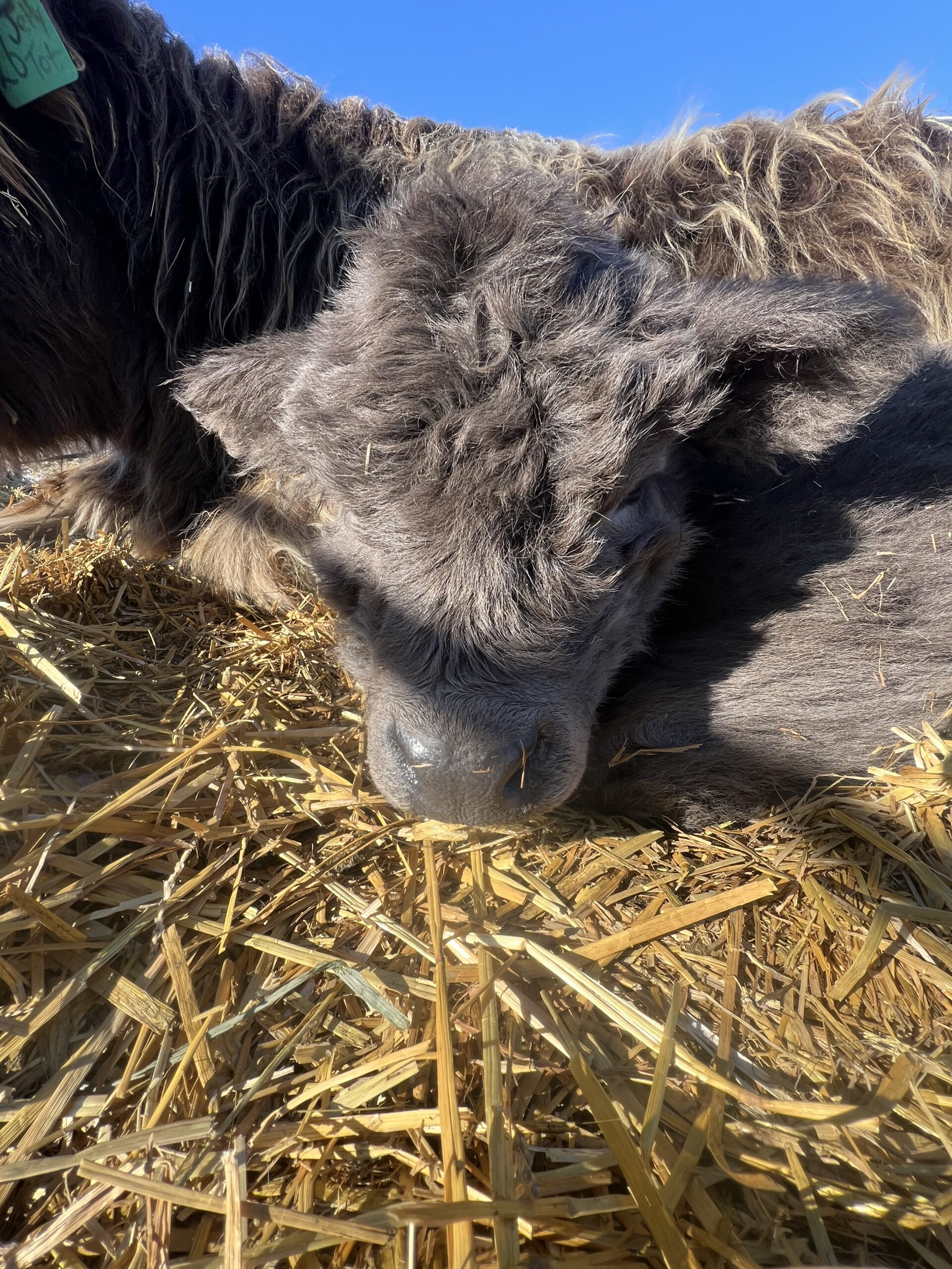 Praise Nessie, Dun Heifer CHCS Registered-image