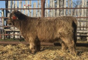 Pretty Penny- Dun Heifer, CHCS Registered-image