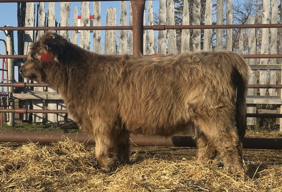 Pretty Penny- Dun Heifer, CHCS Registered-image
