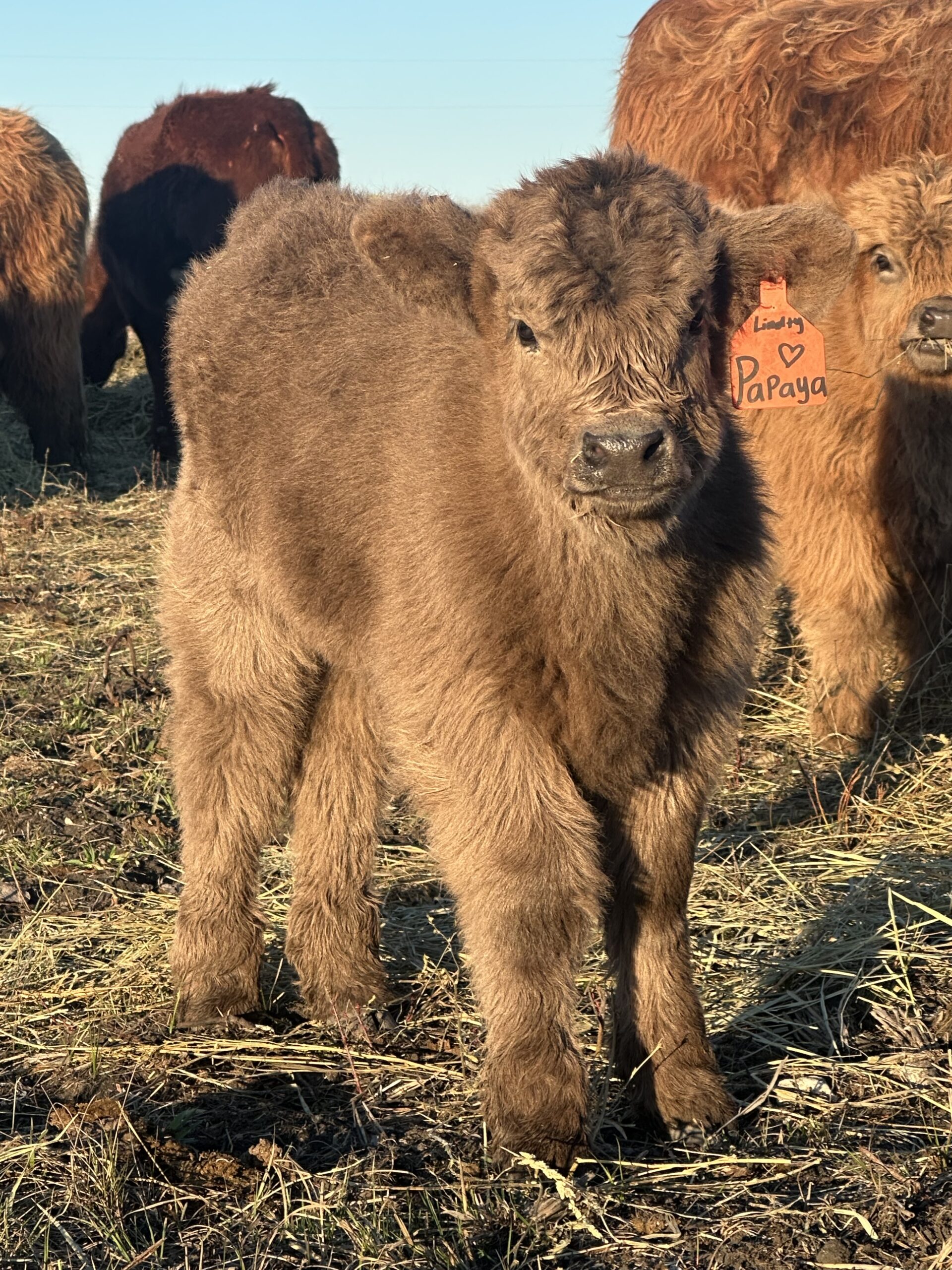 Papaya Dun Heifer (unreg)-image
