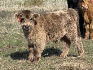 Pooh Bear, Dun Bull or Pet Steer-image