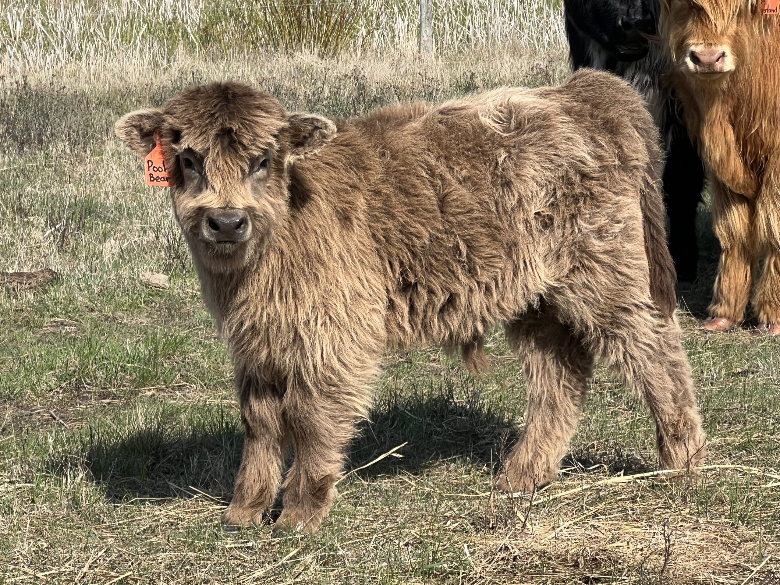 Pooh Bear, Dun Bull or Pet Steer-image