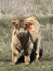 Pretty Girl, Dun Heifer, CHCS Registered-image