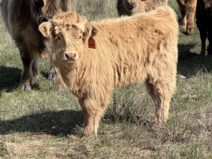 PayDay, Yellow Heifer, CHCS Registered-image