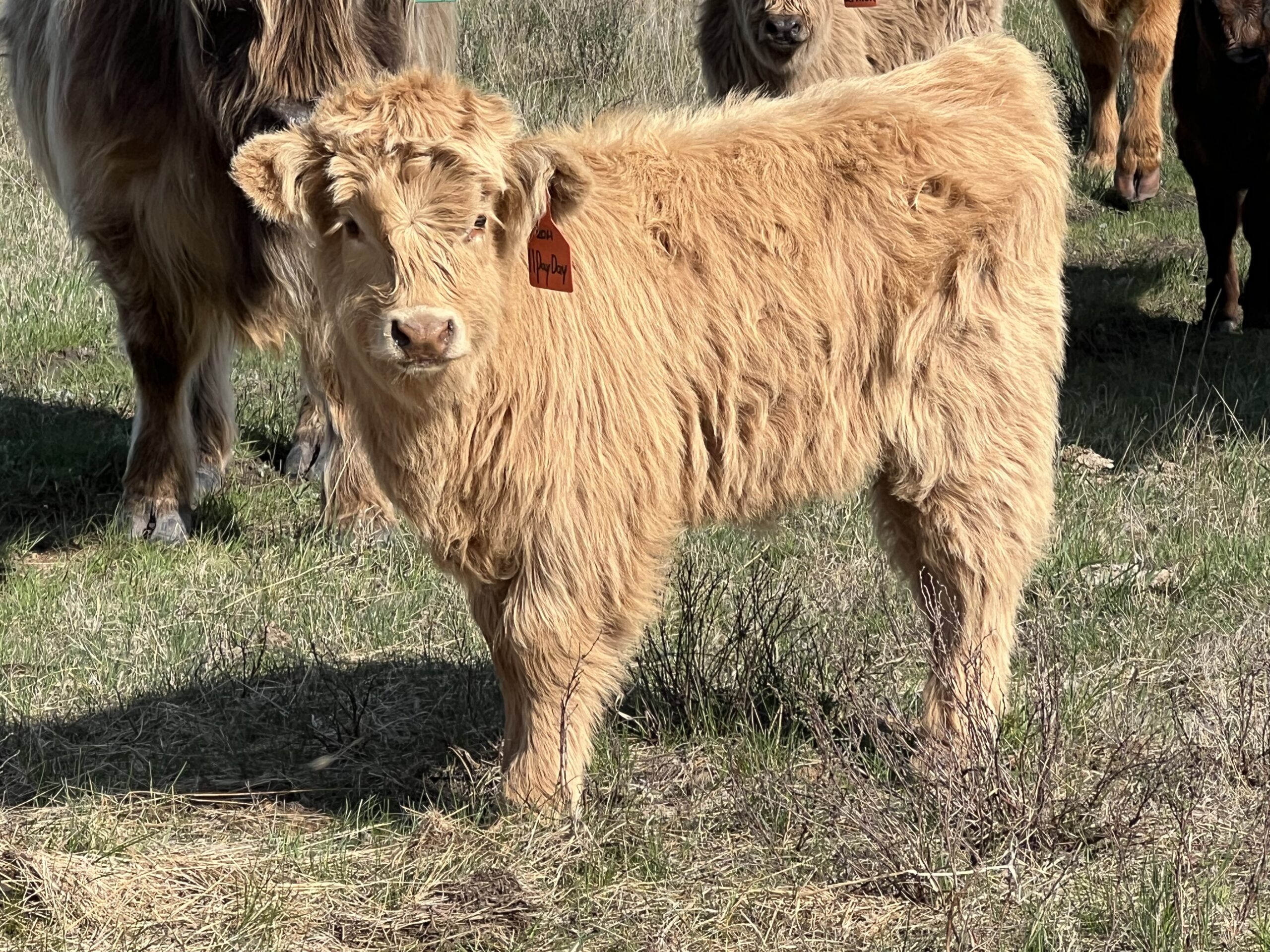 PayDay, Yellow Heifer, CHCS Registered-image