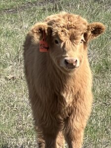 Pringle, Pet Steer-image