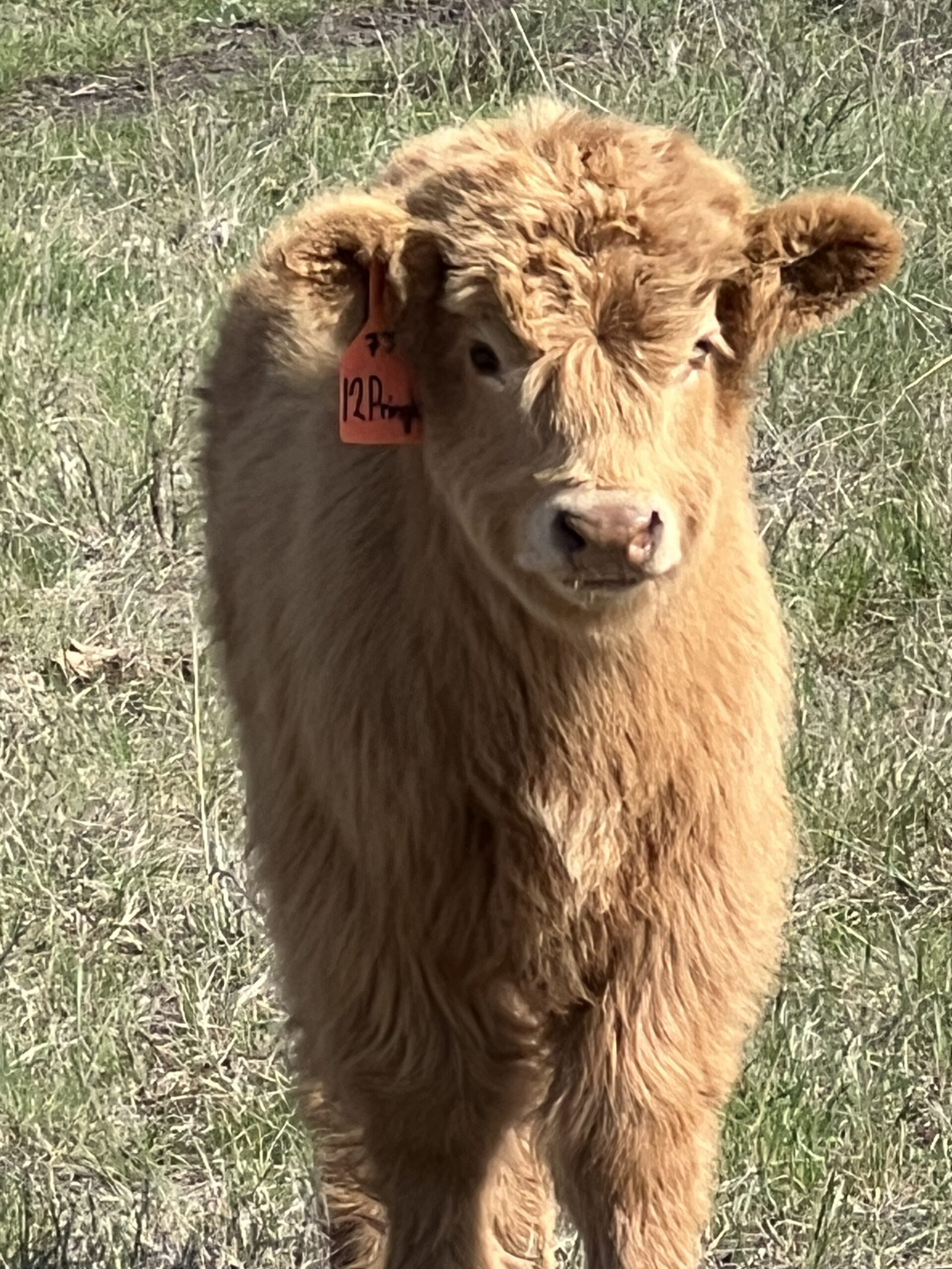 Pringle, Pet Steer-image