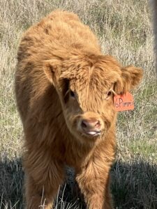 Pimm’s, Yellow Heifer, CHCS Registered-image