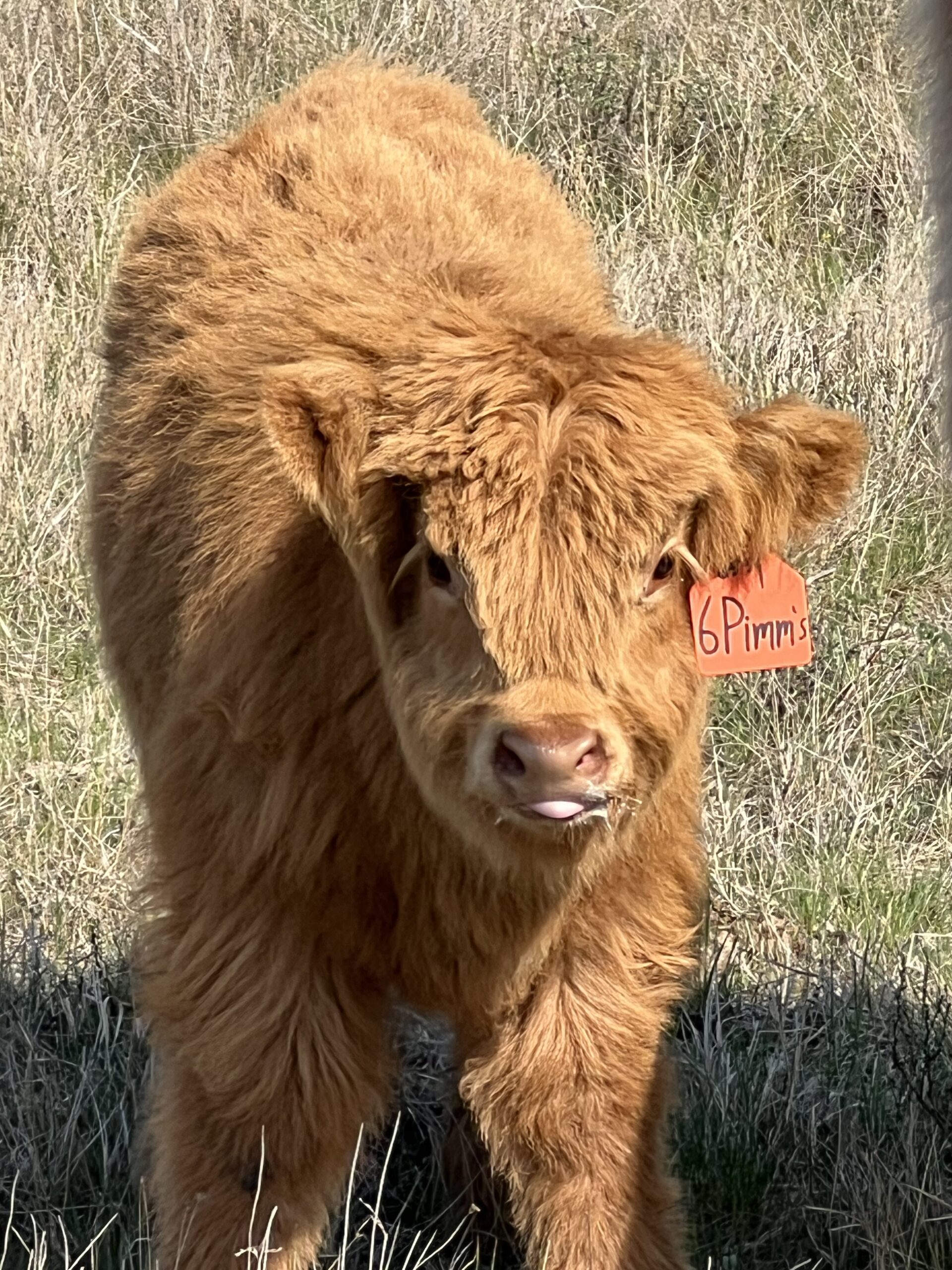 Pimm’s, Yellow Heifer, CHCS Registered-image