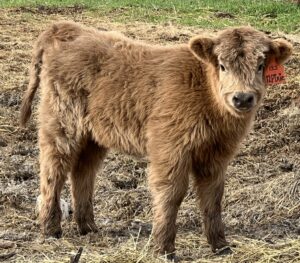Pixie, Dun Heifer, CHCS Registered-image