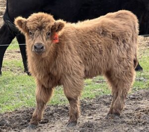 Puffin, Dun Heifer, CHCS Registered-image