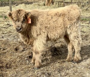 Push Pop, dun heifer CHCS registered-image